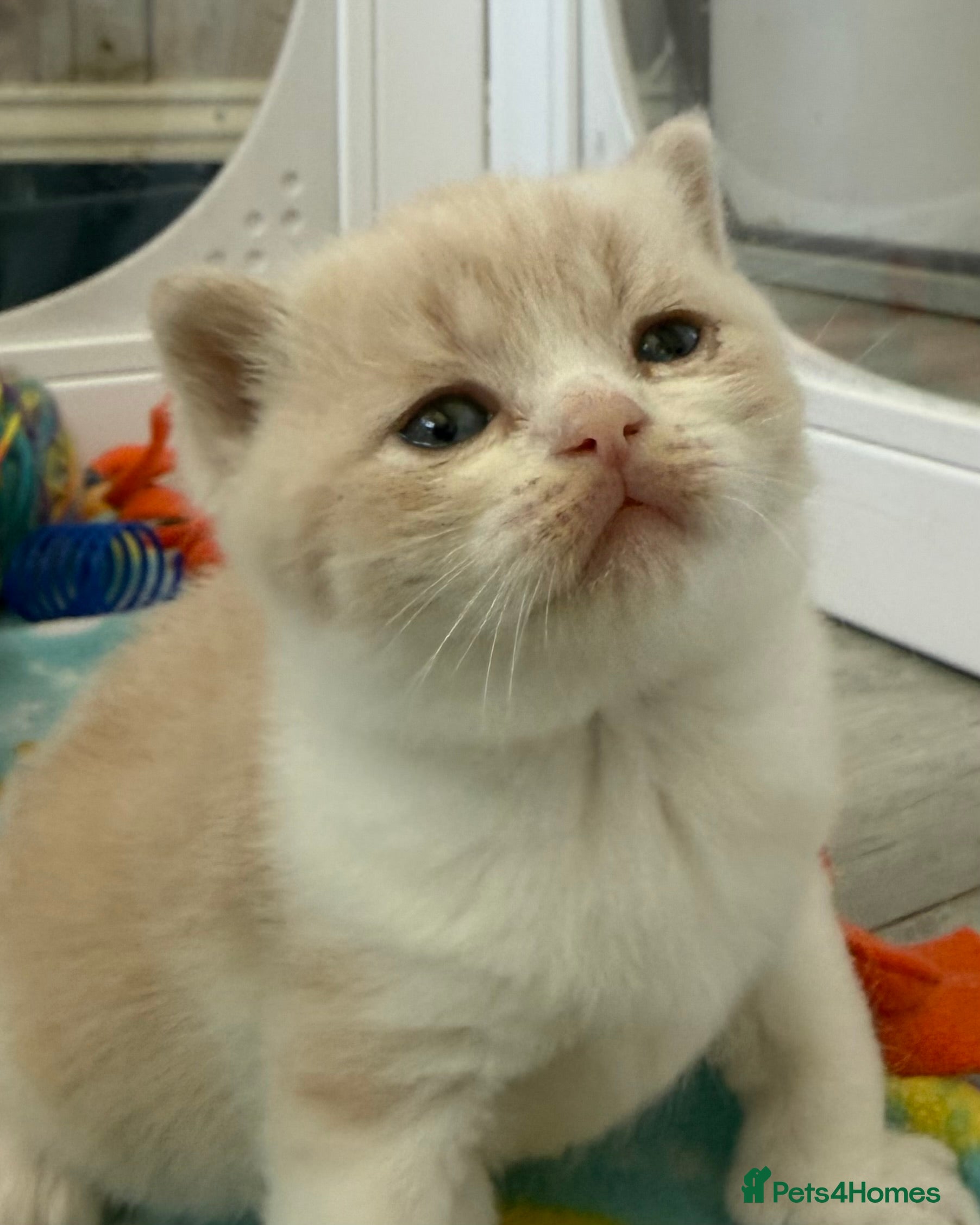 British Shorthair cats GCCF - BEAUTIFUL LITTLE TEDDY BEARS  - Advert 2