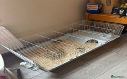 Guinea Pig rodents for sale: 2 male guinea pigs - Image 2