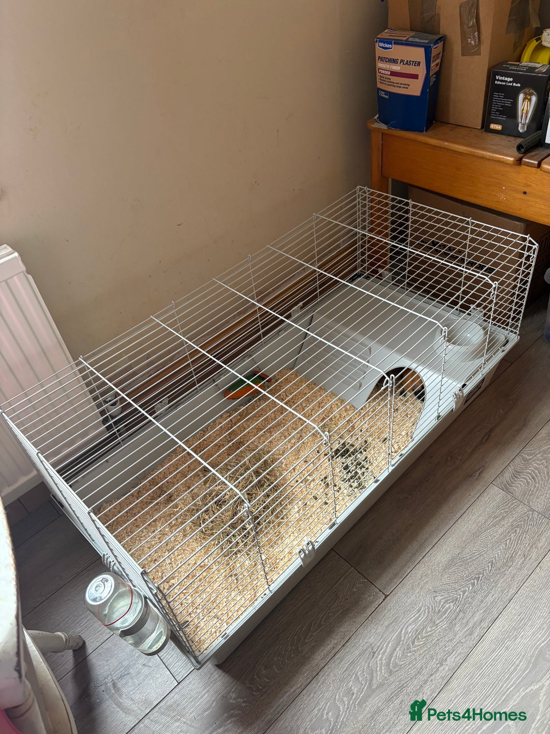 Guinea Pig rodents for sale: 2 male guinea pigs - Image 2