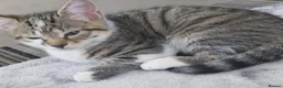 Domestic Shorthair cats for sale: 3 male cats to good homes - Advert 3