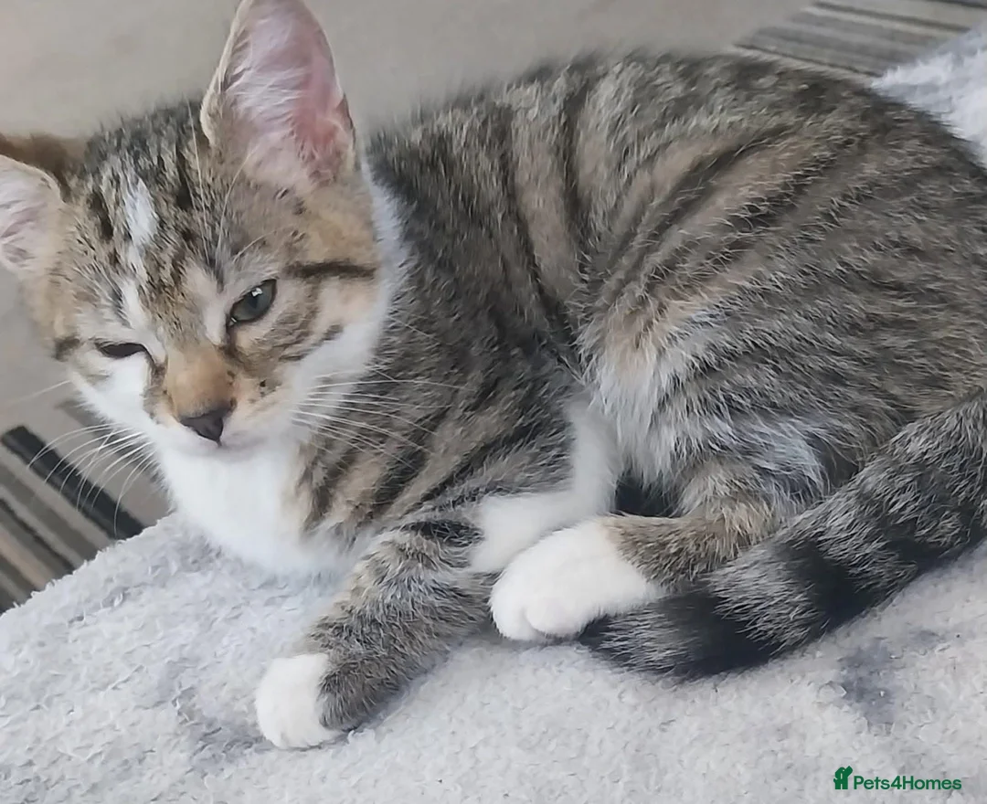 Domestic Shorthair cats for sale: 3 male cats to good homes - Advert 3
