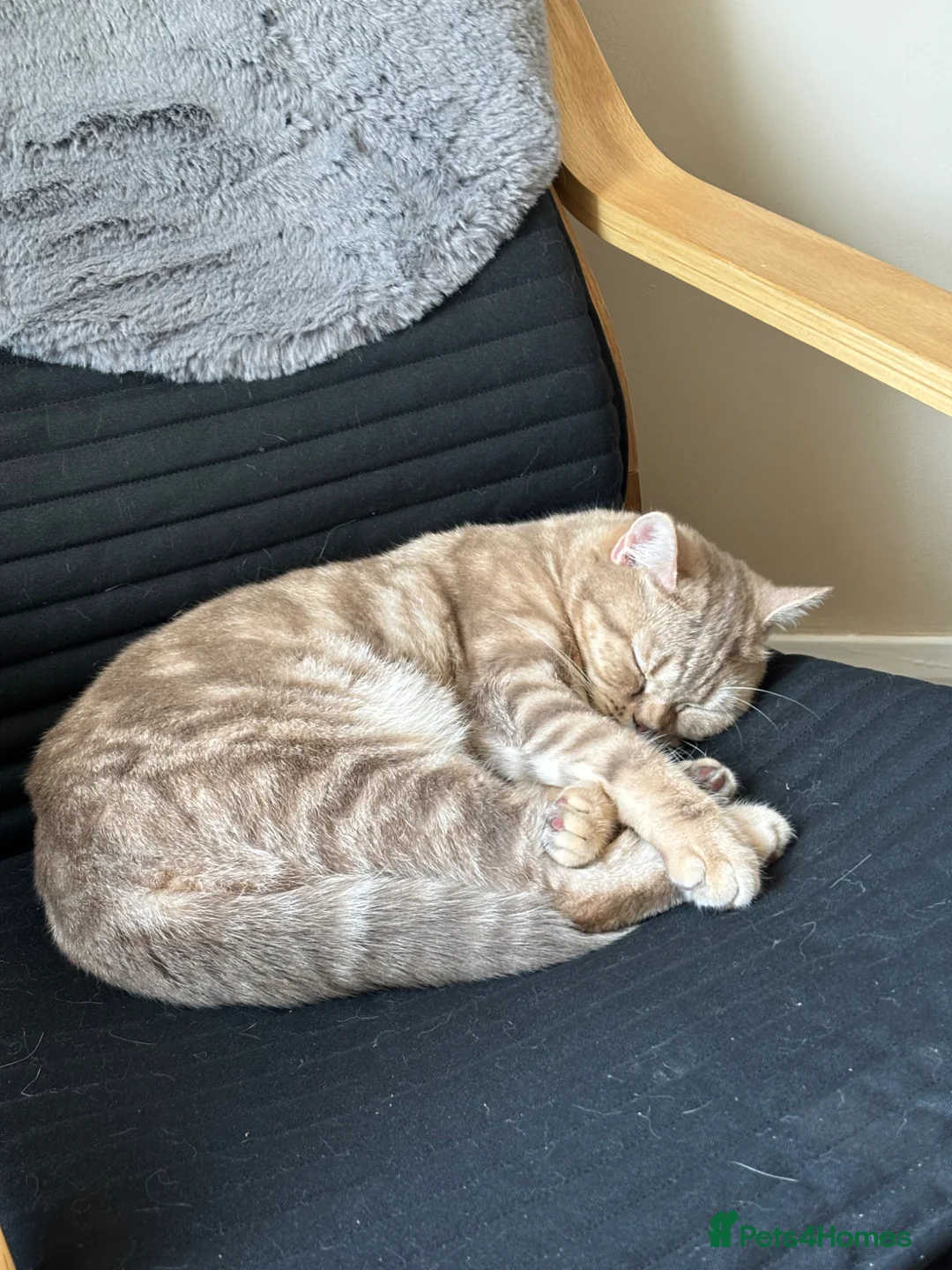 British Shorthair cats for sale: Adult British shorthair  - Advert 2