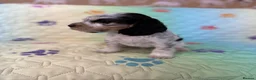 Cocker Spaniel dogs for sale: Kc registered Show cockers Ready Now - Advert 8