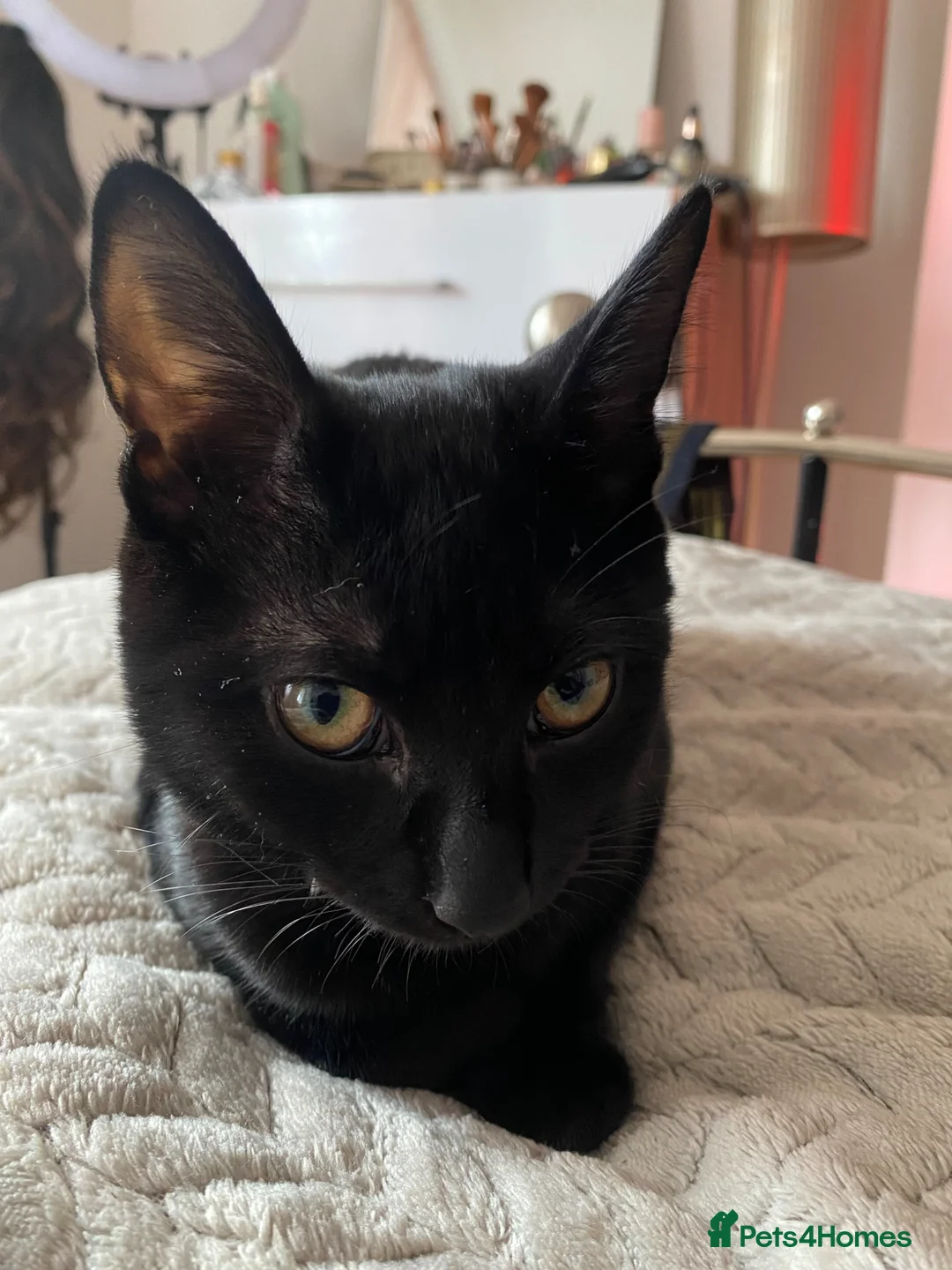 Mixed Breed cats for sale: Beautiful black female cat looking for a new home - Advert 2