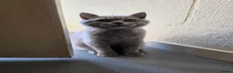 British Shorthair cats for sale: Only 1 burgundy boy left - Advert 7