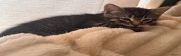 Mixed Breed cats for sale: 🐾 Beautiful male part Maine Coon Cross Kitten in Portsmouth - Advert 6