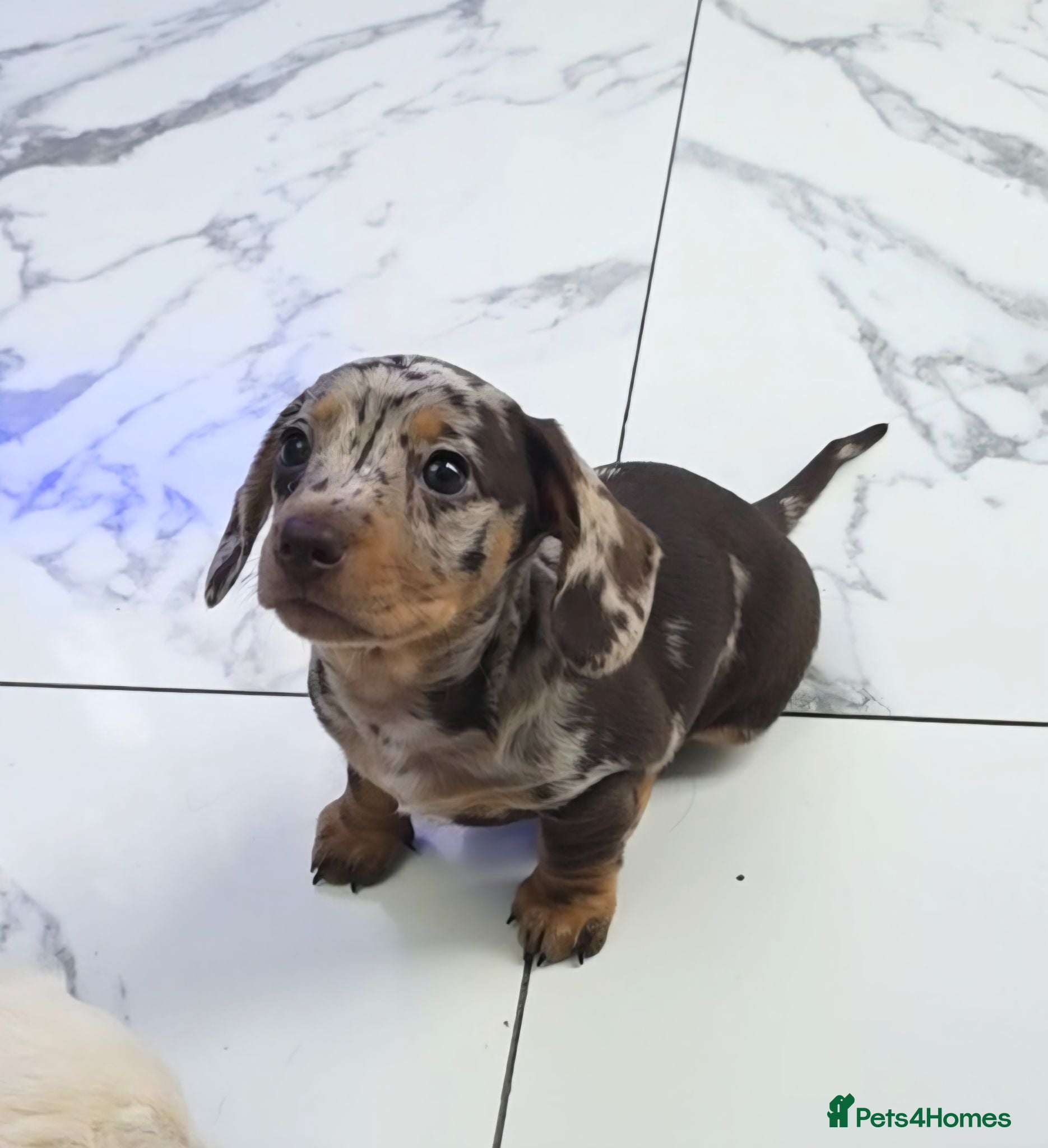 Miniature Dachshund dogs Chocolate dapple miniature Dachshund  - Advert 4