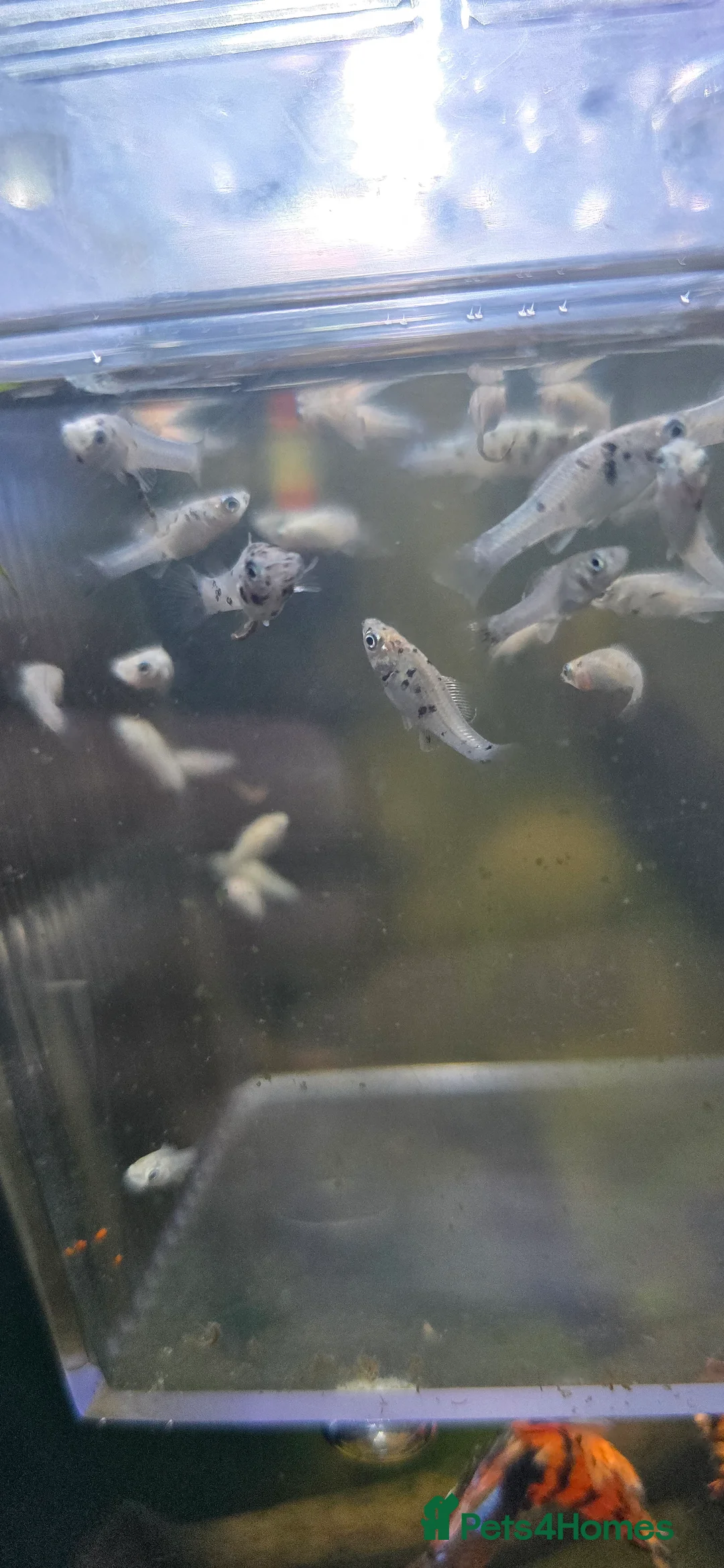 Mollies fish for sale: Dalmatian Mollies - Advert 8