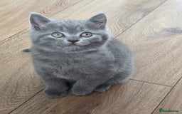 British Shorthair cats for sale: Cutie and cozy kittens are ready to join your home - Image 15