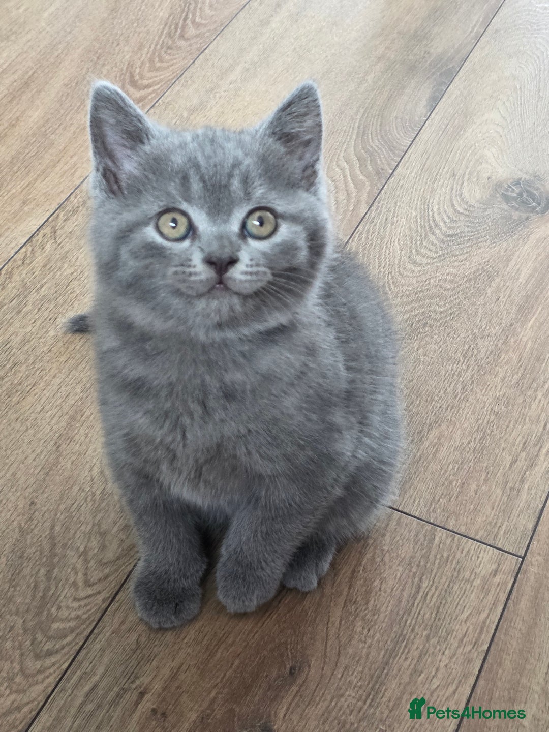 British Shorthair cats for sale: Cutie and cozy kittens are ready to join your home - Image 15