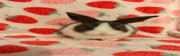 Dutch rabbits for sale: Dutch lops ready to reserve  - Advert 2