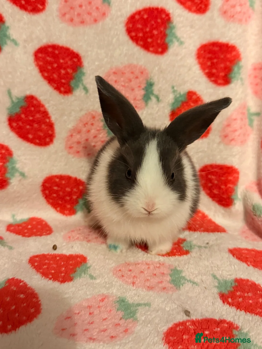 Dutch rabbits for sale: Dutch lops ready to reserve  - Advert 2