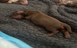 Miniature Dachshund dogs for sale: Miniature dachshund  - Image 5