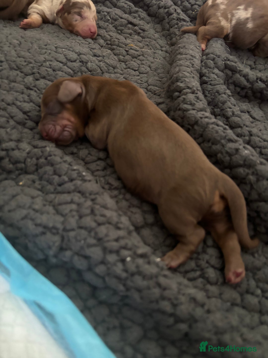 Miniature Dachshund dogs for sale: Miniature dachshund  - Image 5