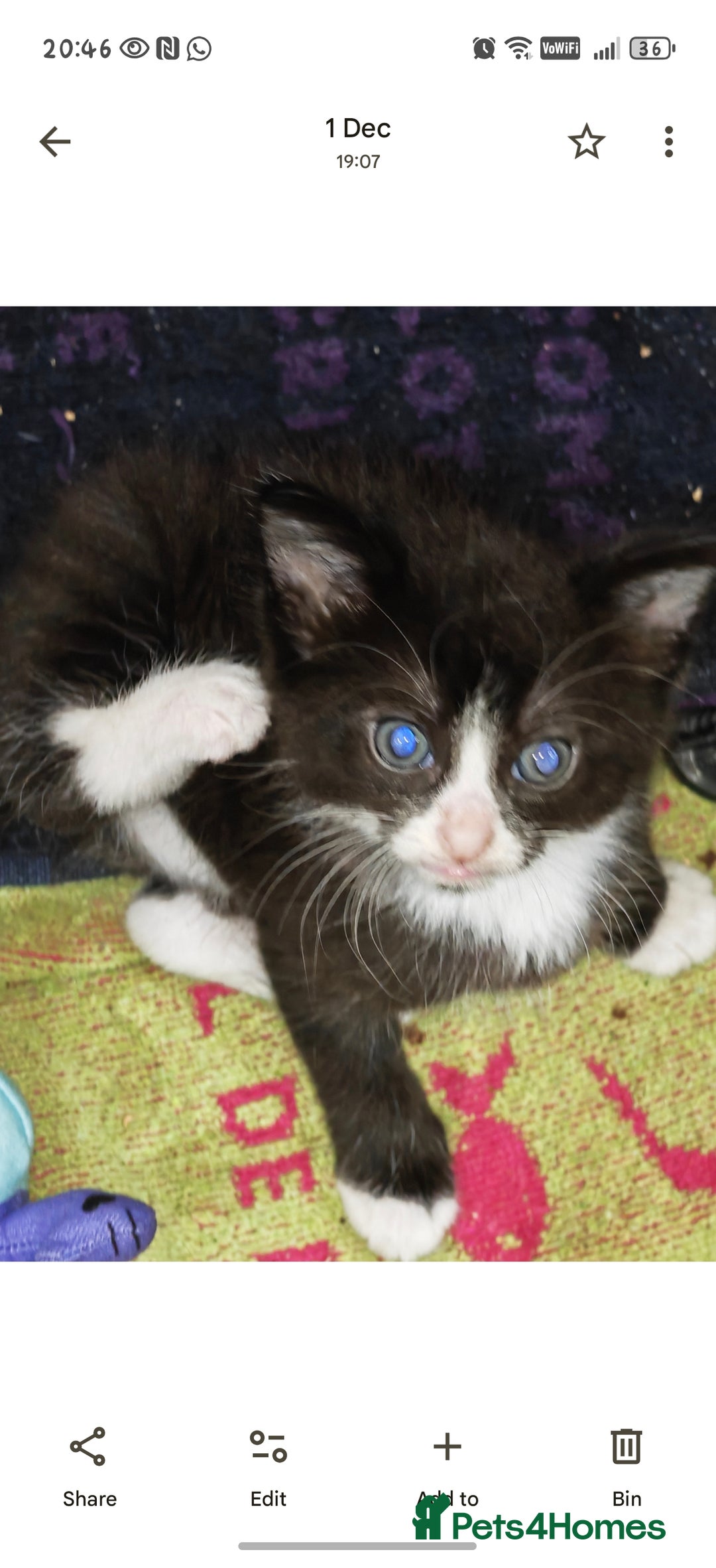 Mixed Breed cats for sale: Beautiful kittens  - Advert 11