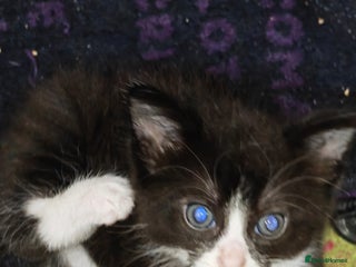 Mixed Breed cats Beautiful kittens - Advert 3