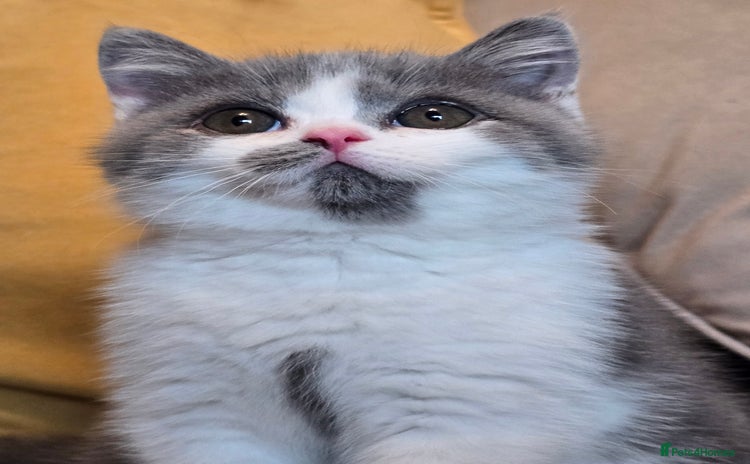 British Shorthair cats - Advert 4