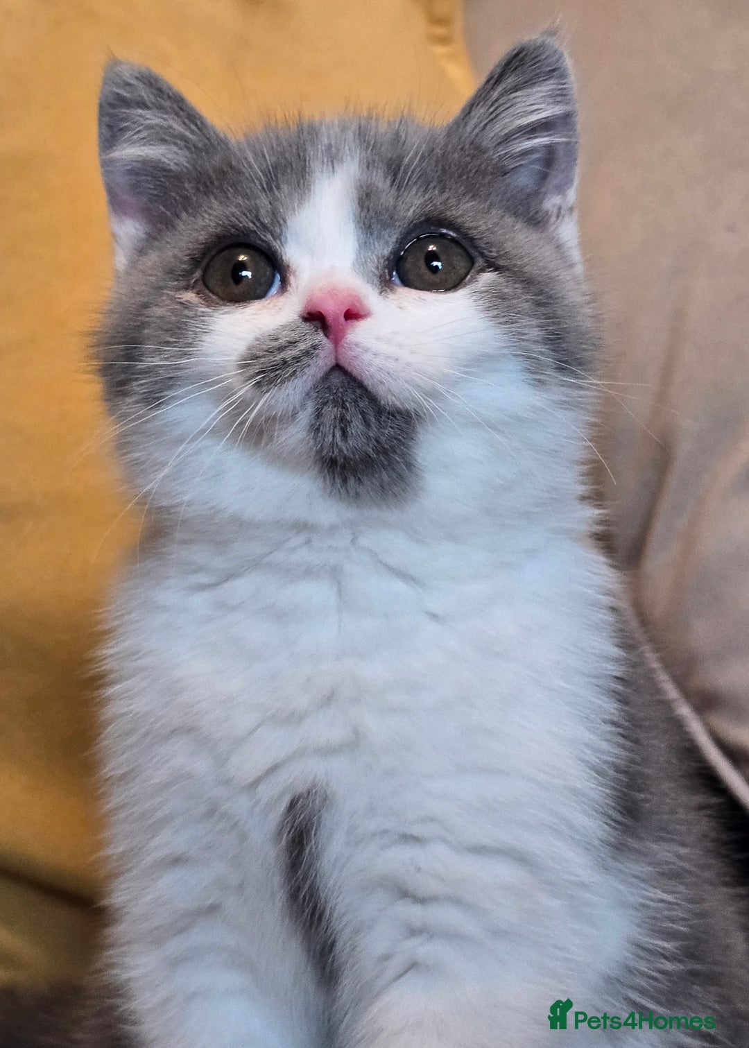 British Shorthair cats for sale: READY NOW GCCF reg BSH kittens - Image 3