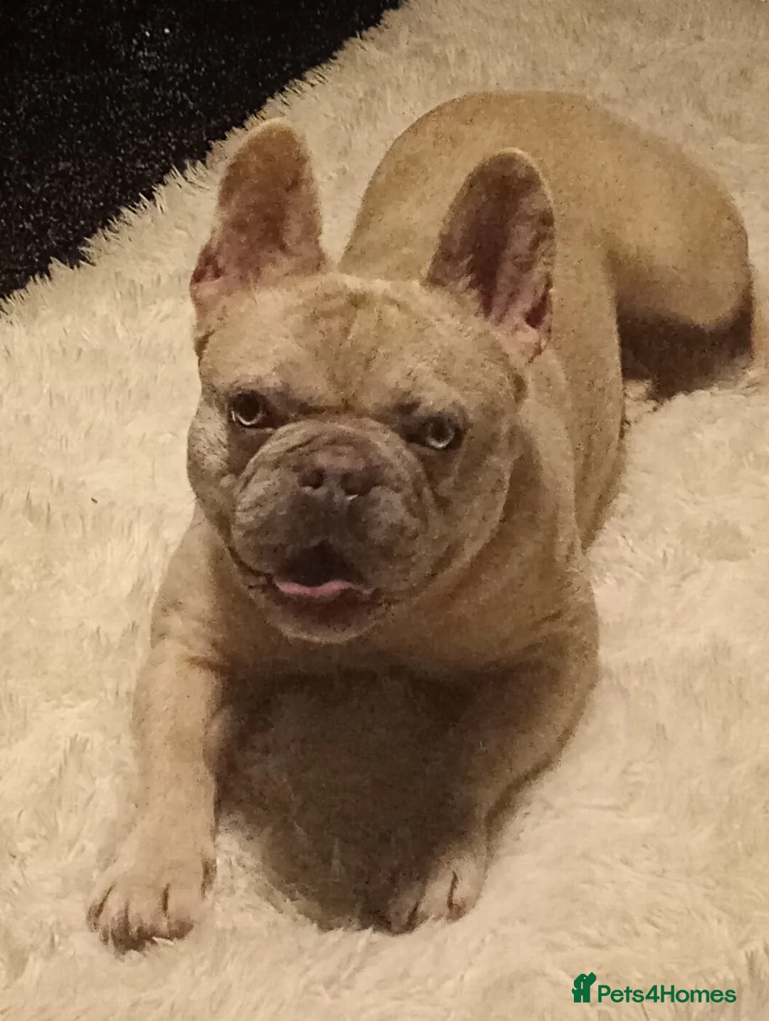 French Bulldog dogs for sale: rocky - Advert 1