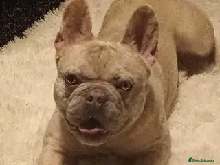 French Bulldog dogs rocky - Advert 1