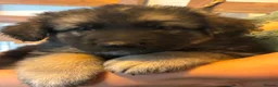German Shepherd dogs for sale: Quality Straight Backed German Shepherd Puppies - Advert 16