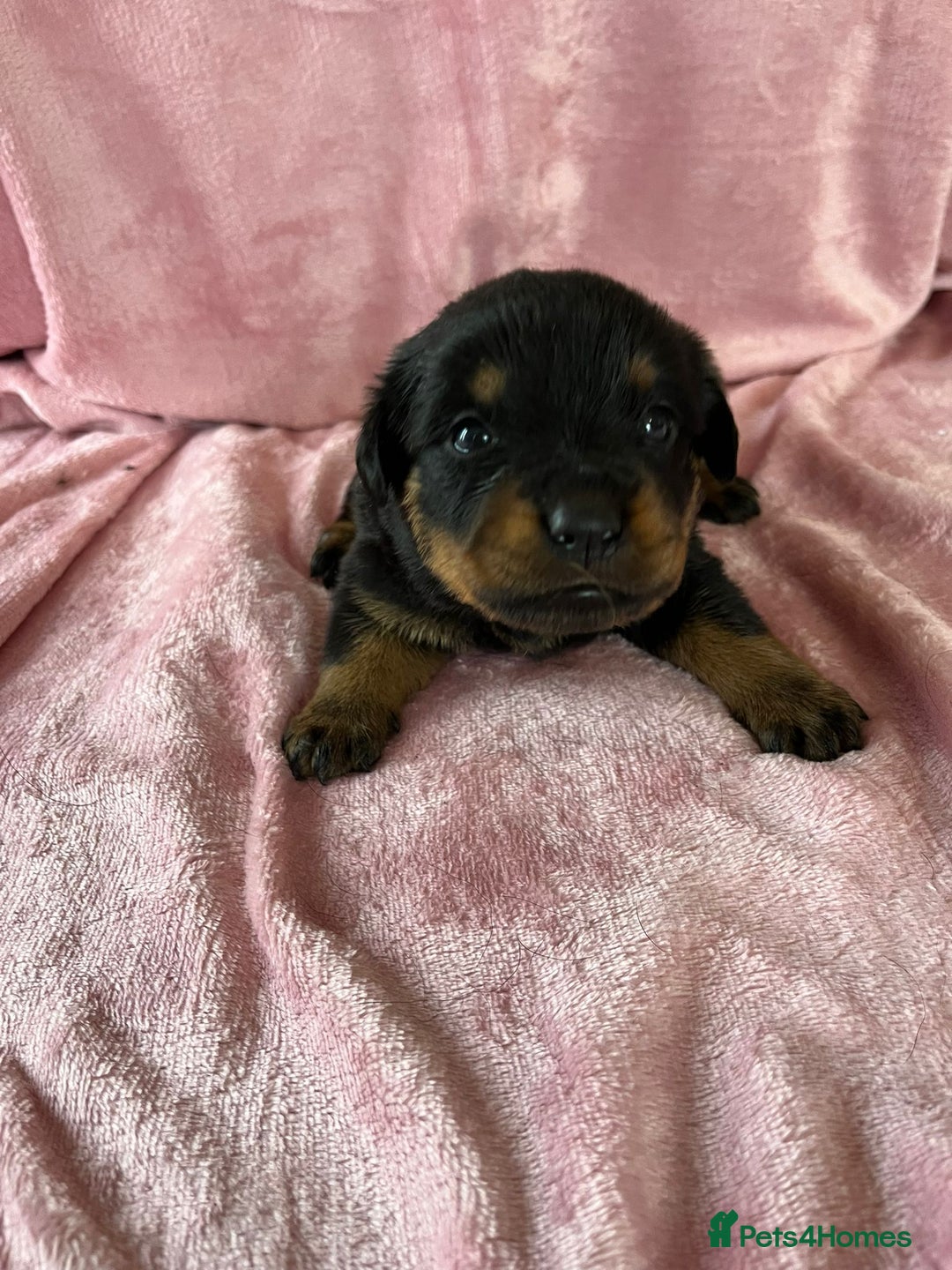 Rottweiler dogs for sale: 🤎🖤🦍 KC REGISTERED 5 ⭐️ BREEDER - Advert 22
