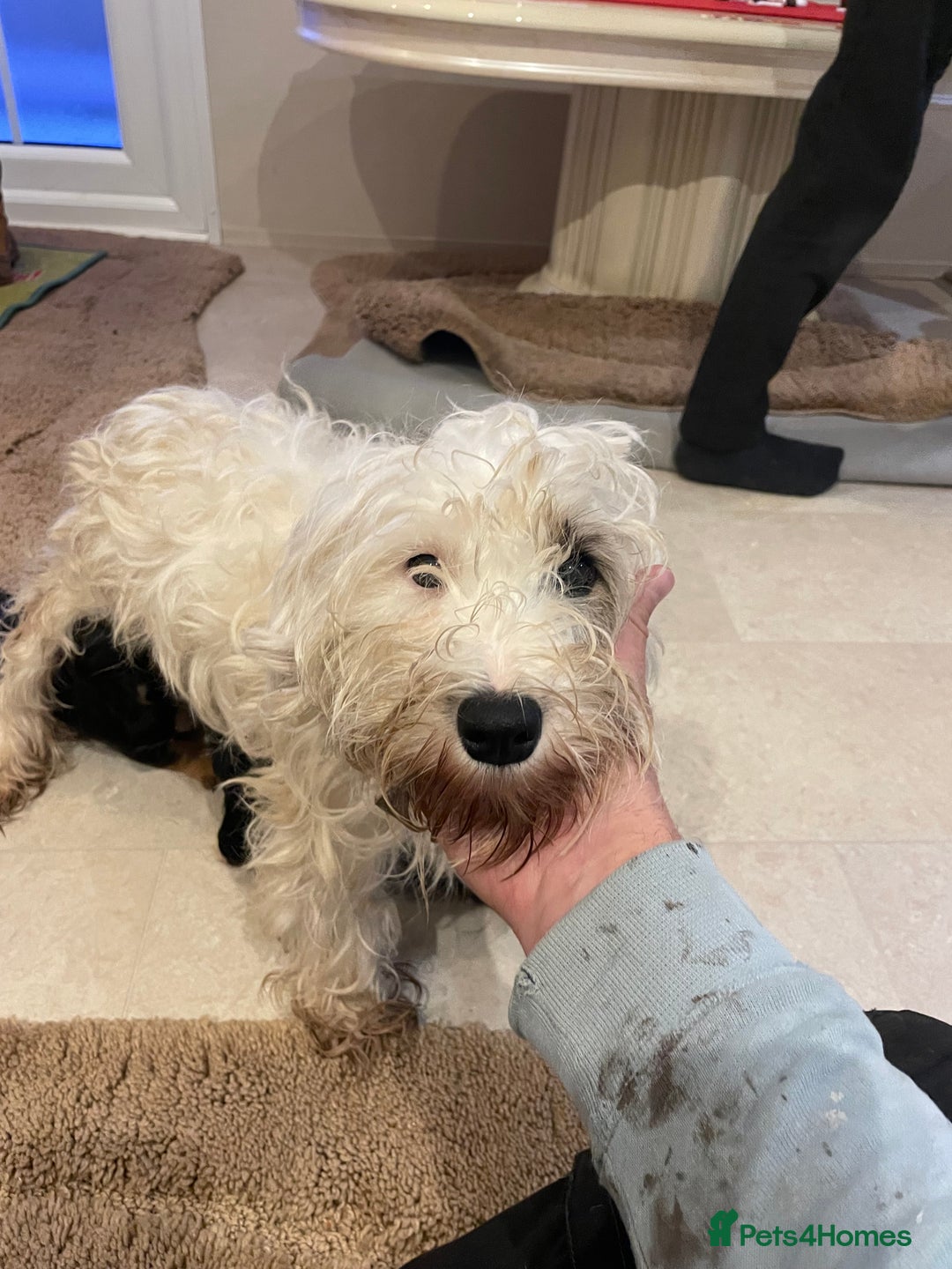 Mixed Breed dogs for sale: Sealyham terrier cross jack russel terrier  - Advert 23