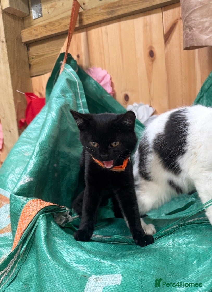 Domestic Shorthair cats for sale: Farm kittens or pets  - Advert 15