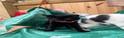 Domestic Shorthair cats for sale: Farm kittens or pets  - Advert 1