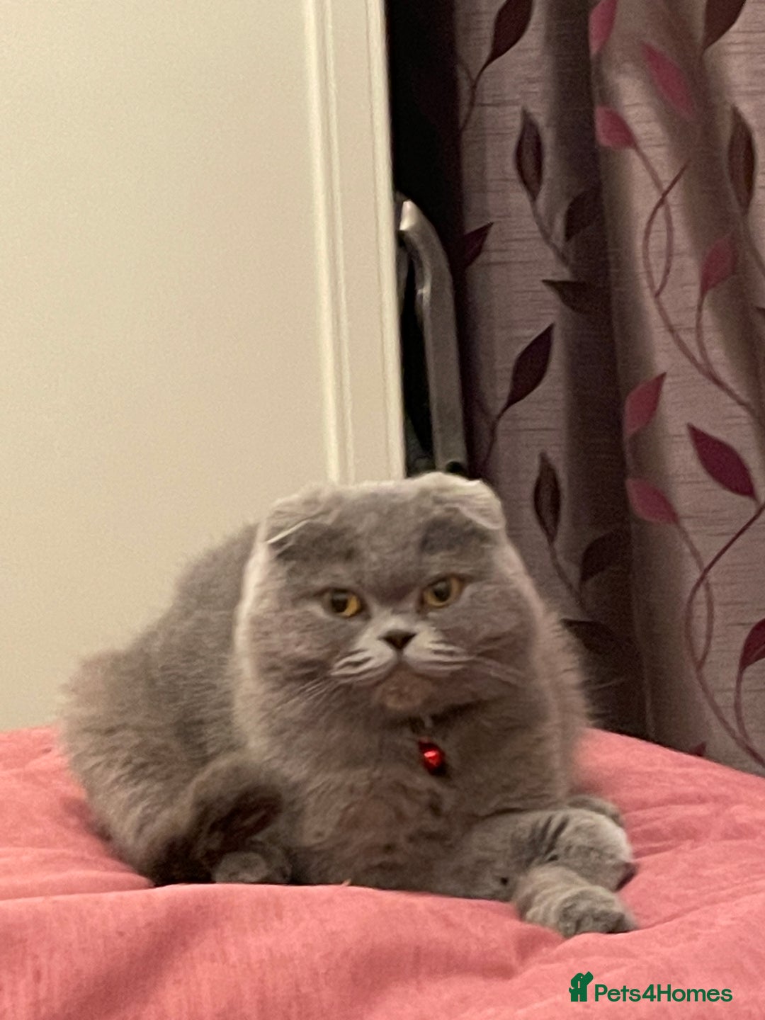 Scottish Fold cats for sale: Lovely Scottish fold kittens  - Advert 13