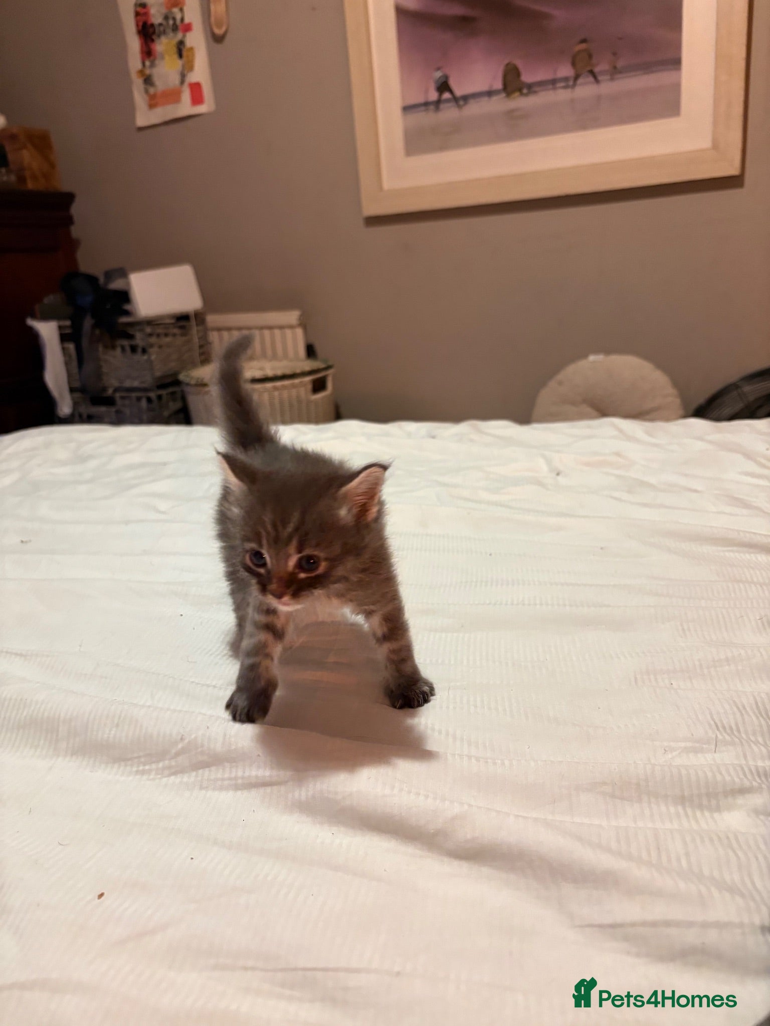 Ragcoon cats Mâine Coon x Ragdoll, Ragcoon kittens available  - Advert 2