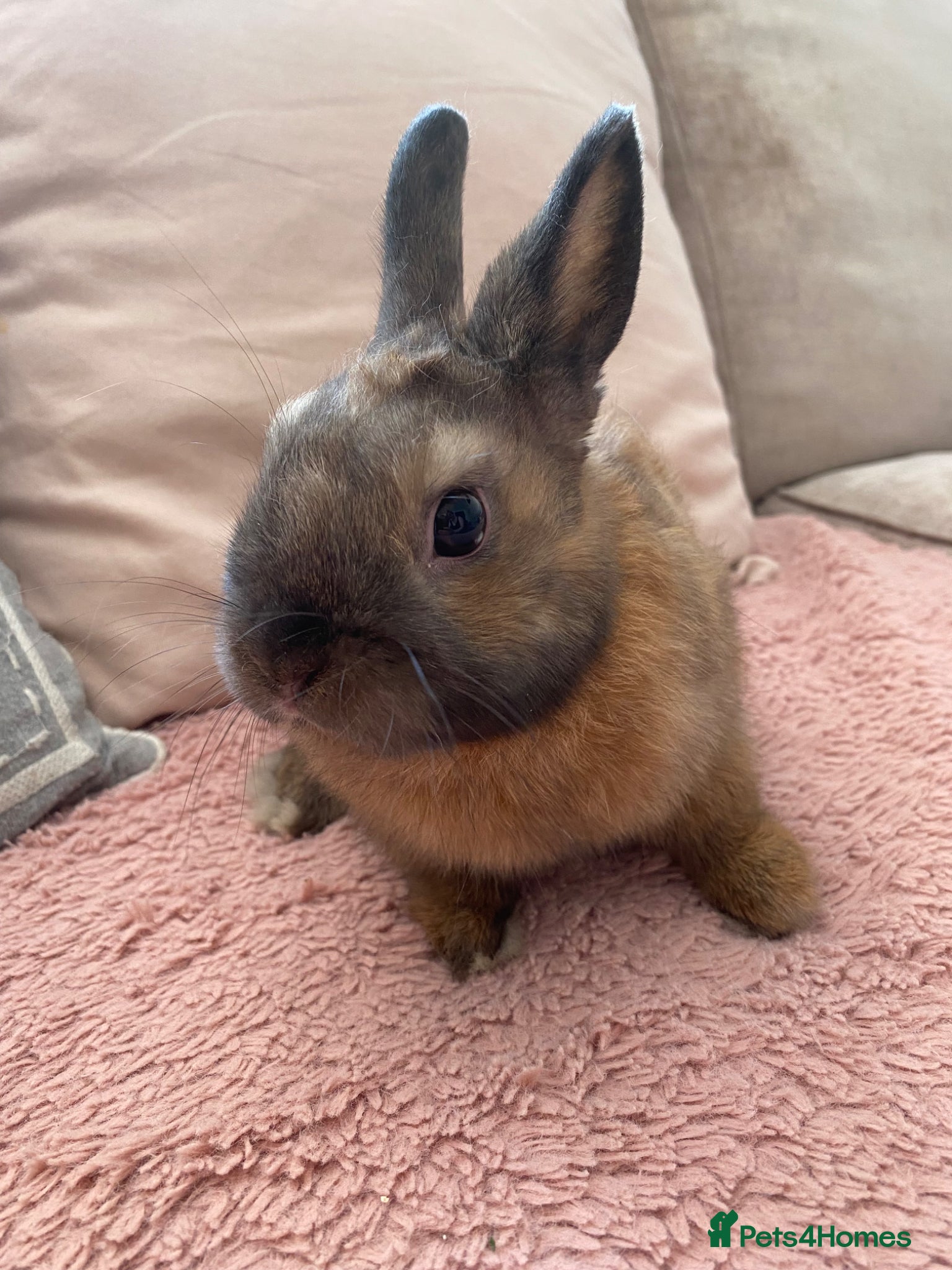 Netherland Dwarf rabbits Male dwarf rabbit and cage  - Advert 6