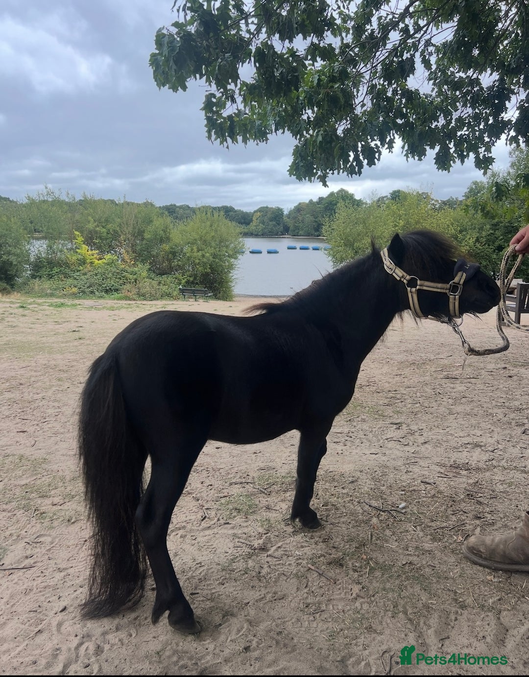 Miniature horses for sale: Jack  - Image 2