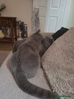 British Shorthair cats - Advert 6