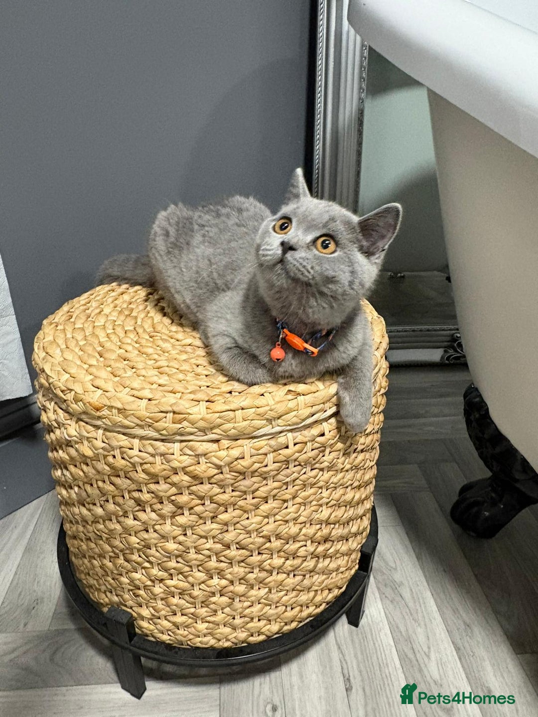 British Shorthair cats for sale: British Shorthair  - Image 2