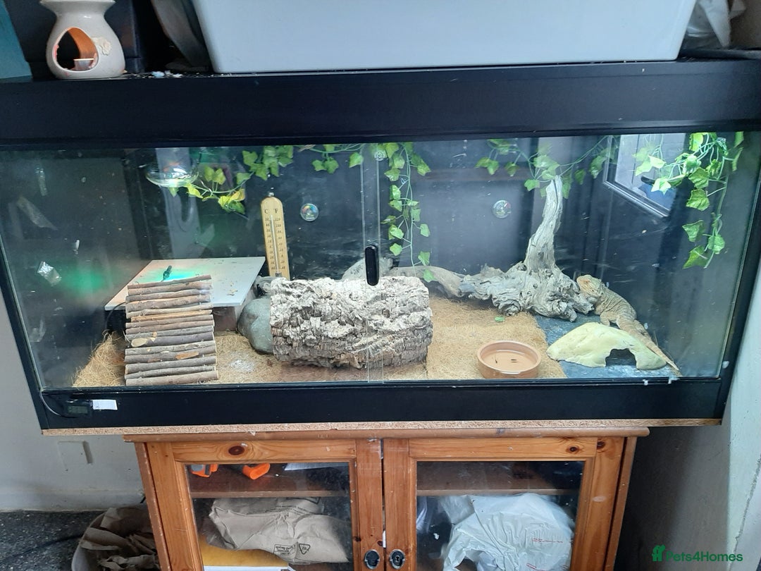 Bearded Dragon reptiles for sale: Bearded dragon for sale - Image 2