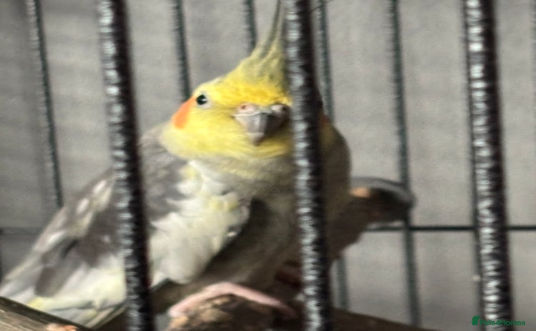 Cockatiels birds - Advert 1