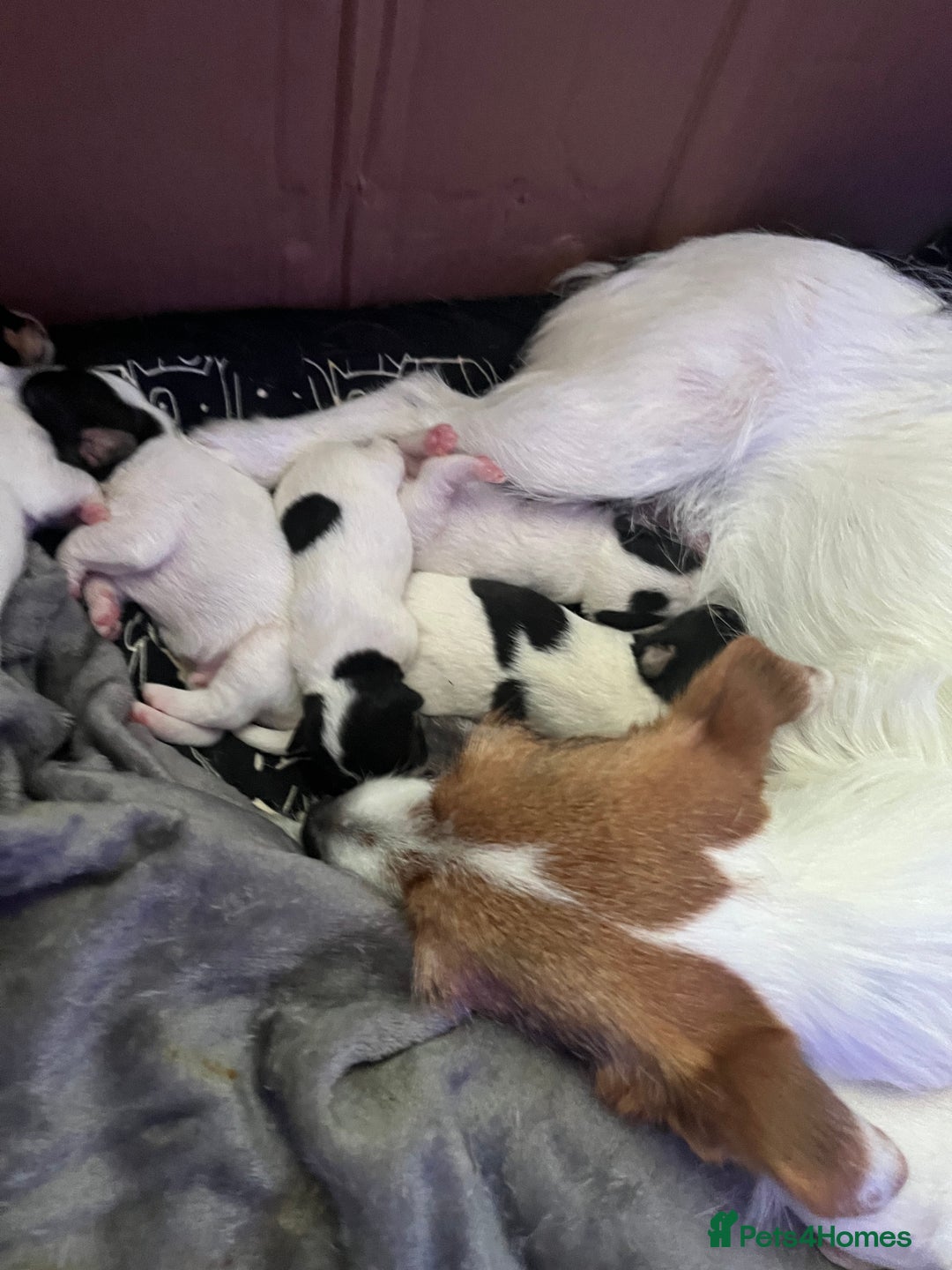 Jack Russell dogs for sale: Beautiful Jack Russell puppies for sale - Image 18