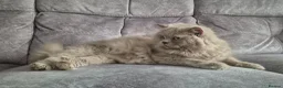 British Longhair cats for sale: Beautifiul Retired Lilac 'Queenie' - Advert 6