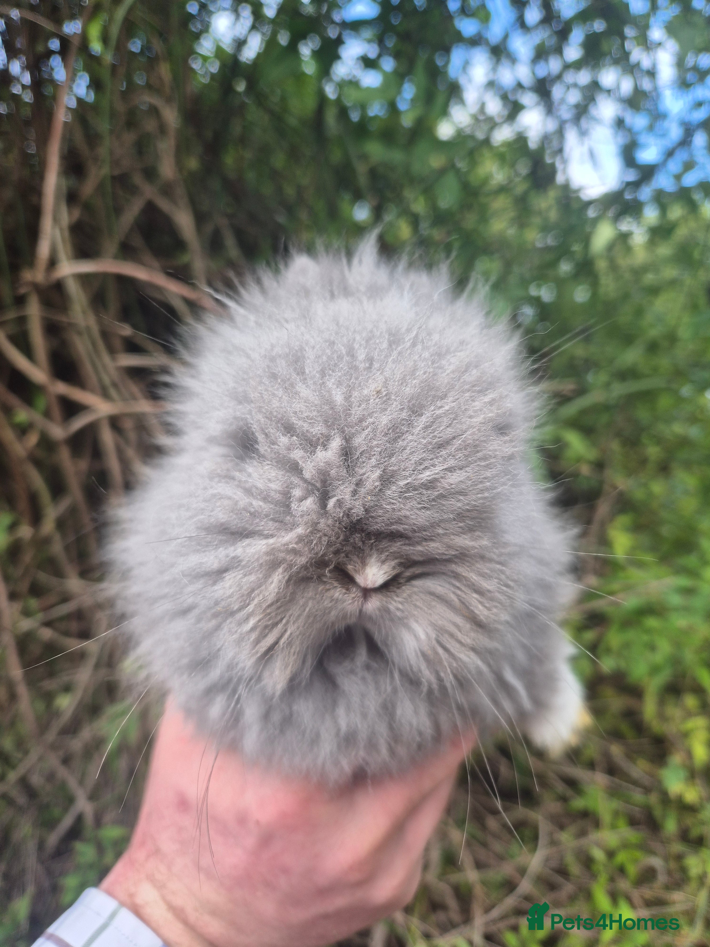 Angora rabbits 💙🩷 beautiful Teddydwerg babies-parents imported! - Advert 3