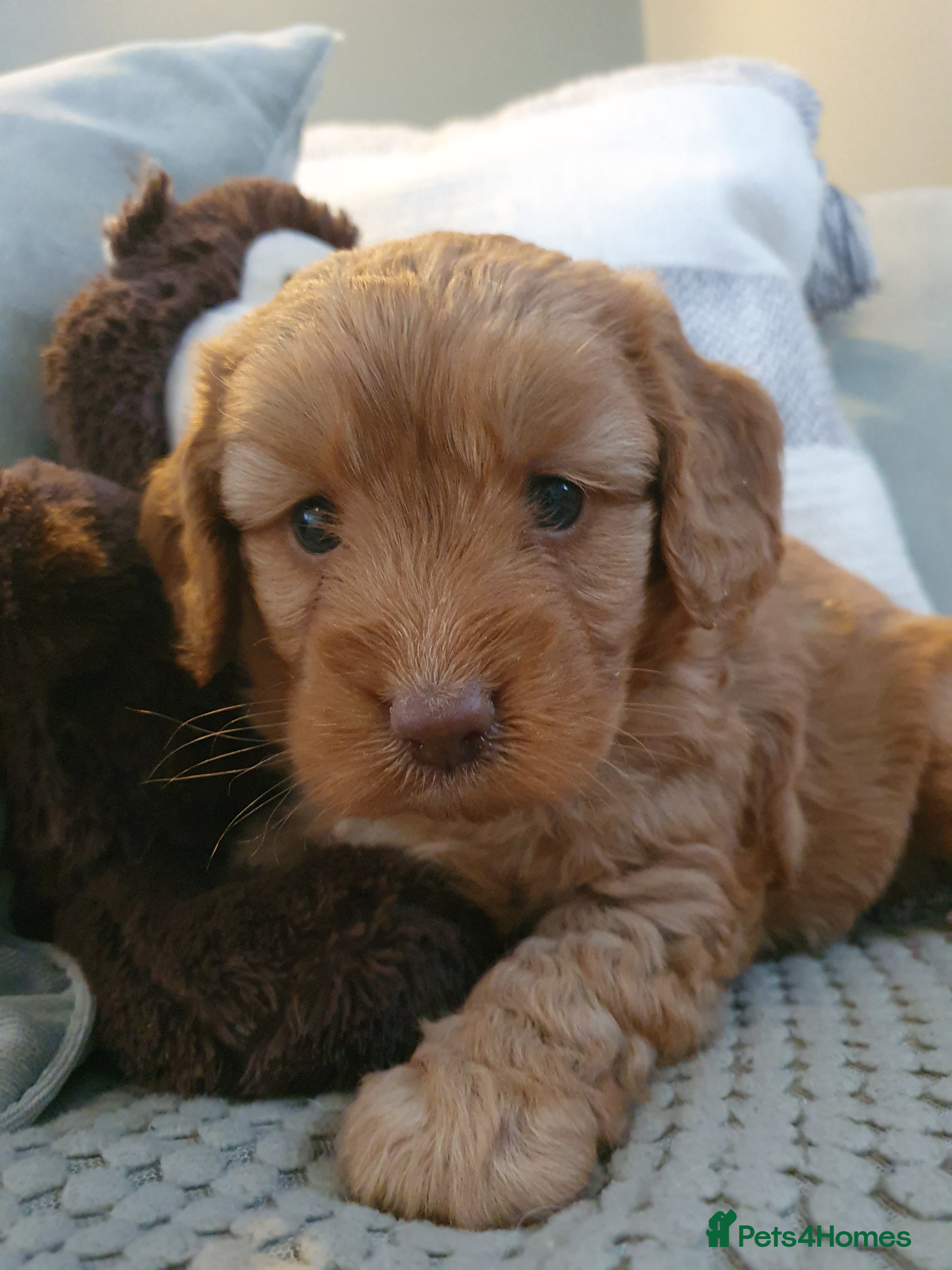 Cockapoo dogs cockapoo f1 puppies - Advert 7