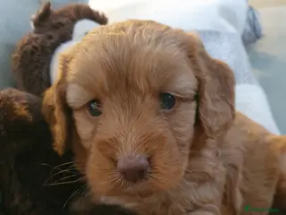 Cockapoo dogs cockapoo f1 puppies - Advert 7