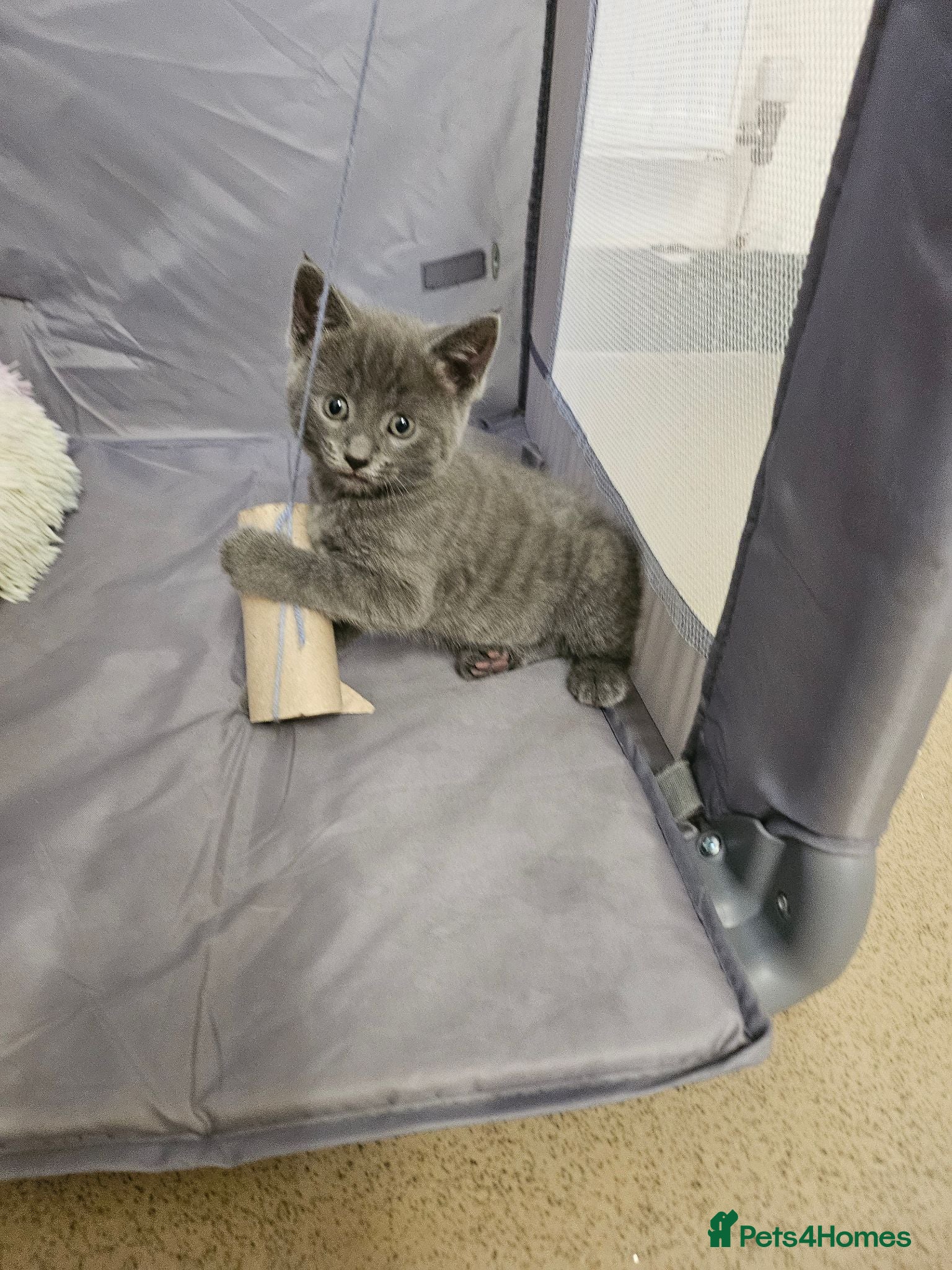 Mixed Breed cats 4 Blue Russian X kittens available  - Advert 2