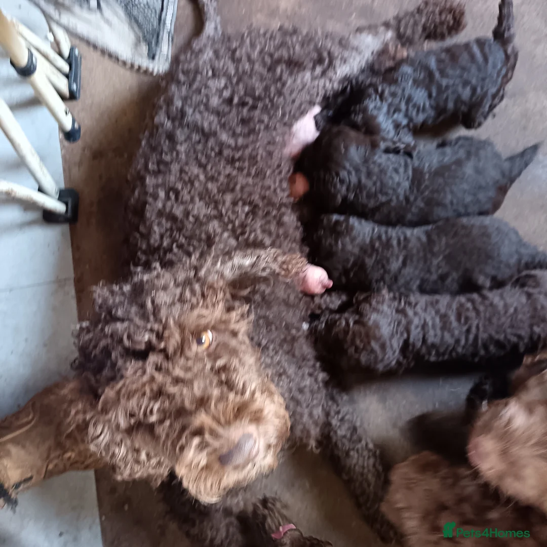Australian Labradoodle dogs for sale: FULLY HEALTH TESTED CHOCOLATE BOX  **  BABIES🌈  in Boston - Advert 2