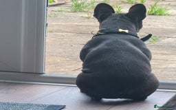 French Bulldog dogs for sale: Adorable French Bulldog Puppy – KC Registered  - Image 8