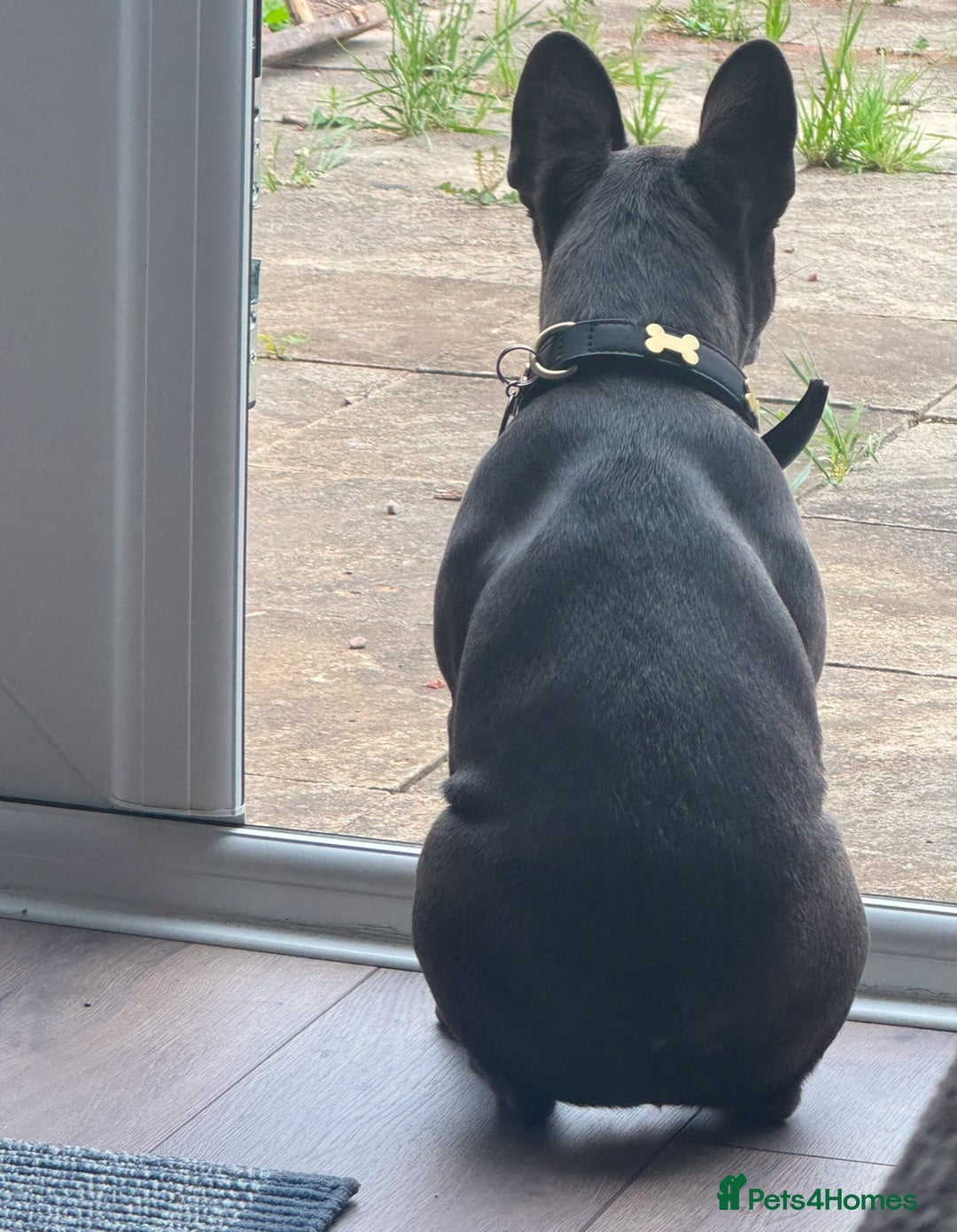 French Bulldog dogs for sale: Adorable French Bulldog Puppy – KC Registered  - Image 8