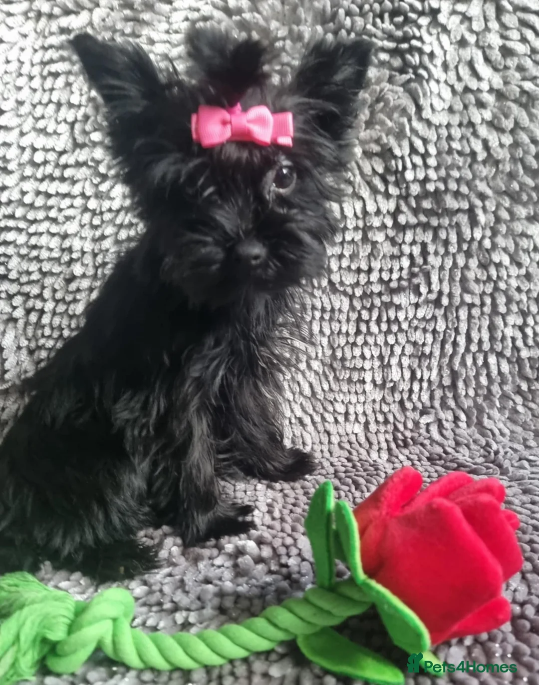 Yorkshire Terrier dogs for sale: Yorkshire Terrier  - Advert 5