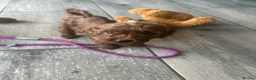 Cavapoo dogs for sale: Beautiful f1b red Cavapoo puppies    - Advert 11
