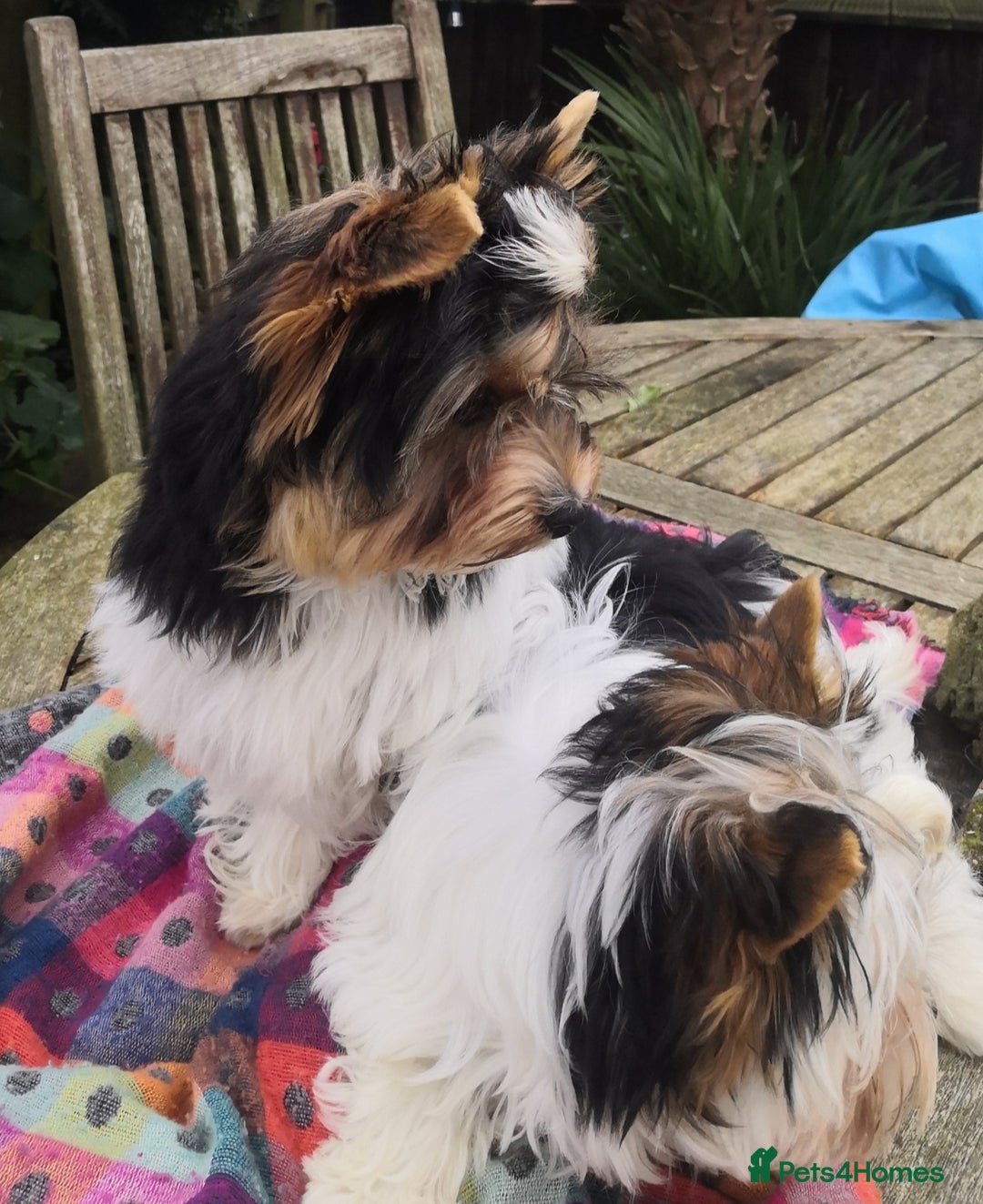 Biewer Terrier dogs for sale: Gorgeous Biewer Terrier puppies  - Image 4
