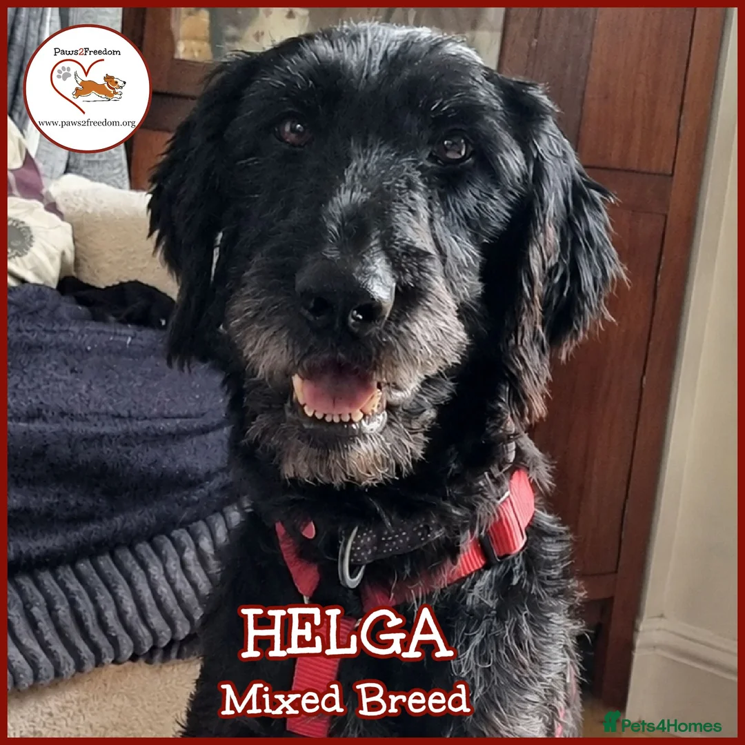 Mixed Breed dogs for adoption: 🐾❤️ HELGA FOR ADOPTION IN CORNWALL OR DEVON ❤️🐾 - Advert 1